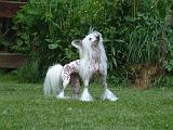 CHIEN NU CHINOIS 287